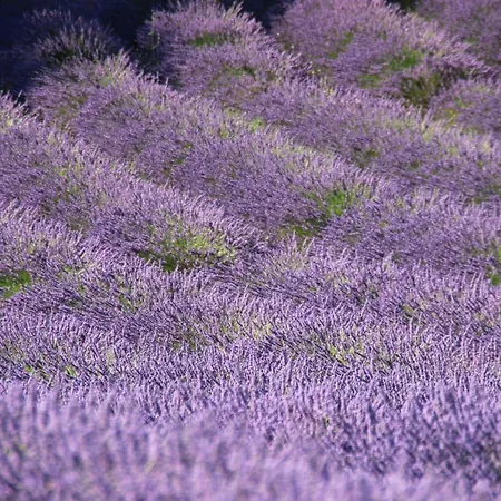 D'hotes Elisa & Etienne Bed and breakfast Manosque